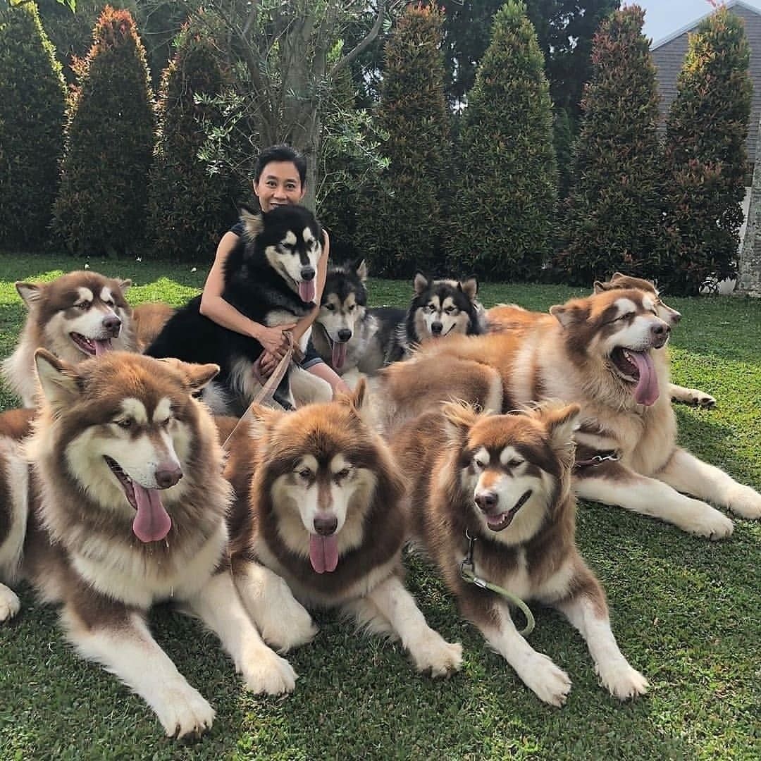 Chăm sóc chó Alaska Giant