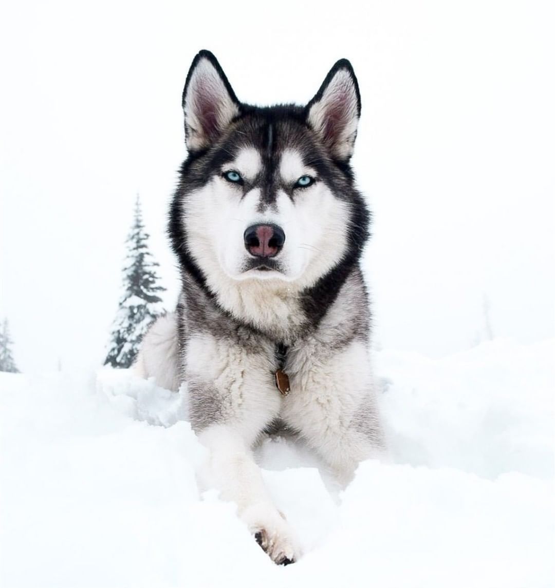 Các bệnh thường gặp ở chó Alaska