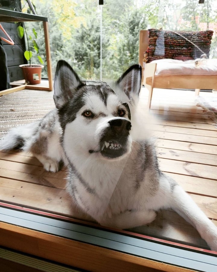 Chó alaska sinh sản thường hung dữ như những loài chó khác