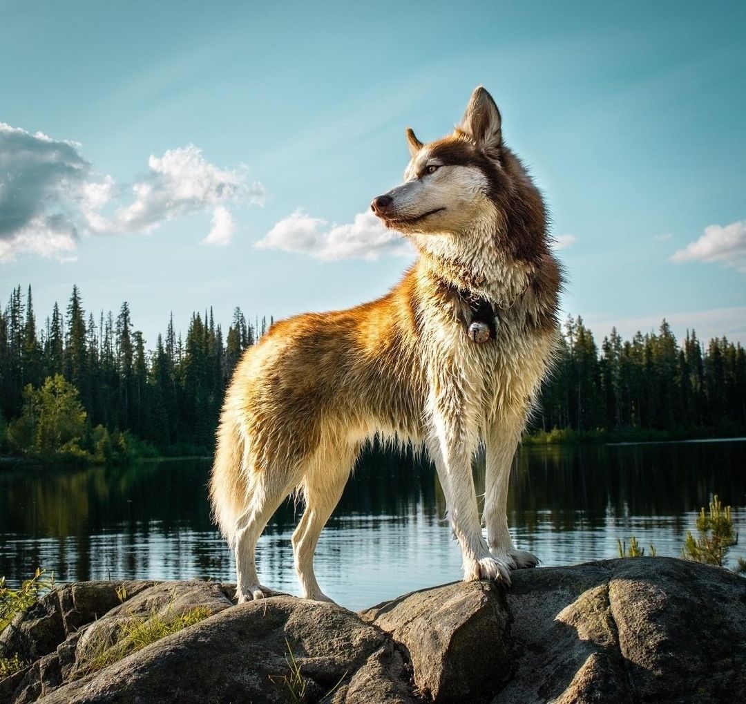 Cạo lông cho chó Alaska vào mùa hè