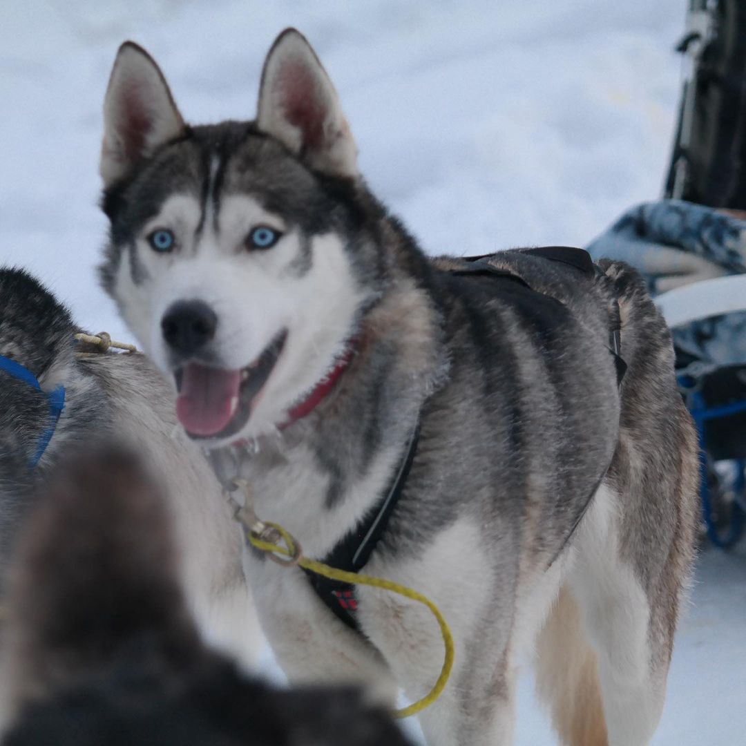 Nhận biết chó Alaska thuần chủng và chó Alaska lai