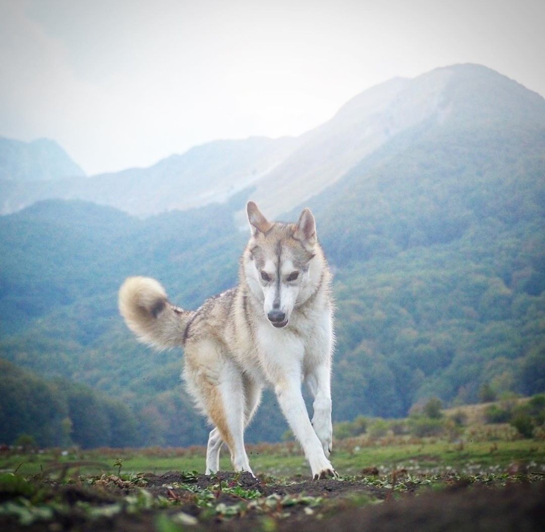 Mua bán chó Alaska - Bảng giá, Địa Điểm, Bảo Hành