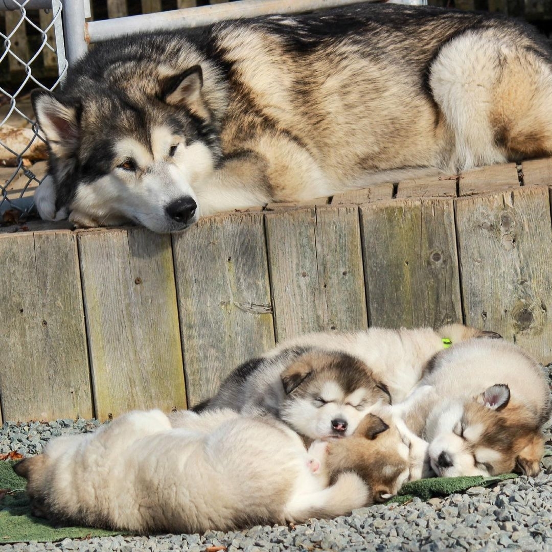 Độ tuổi ảnh hưởng tới giá chó Alaska