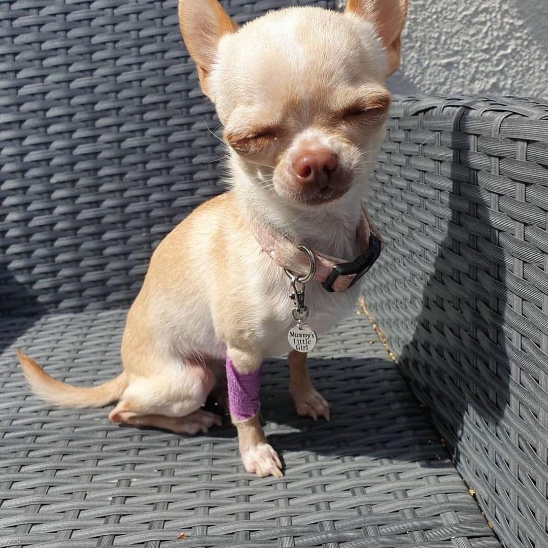 Chihuahua24