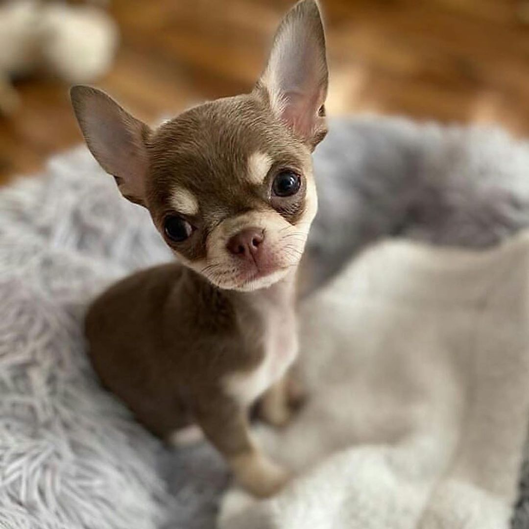 Chihuahua3