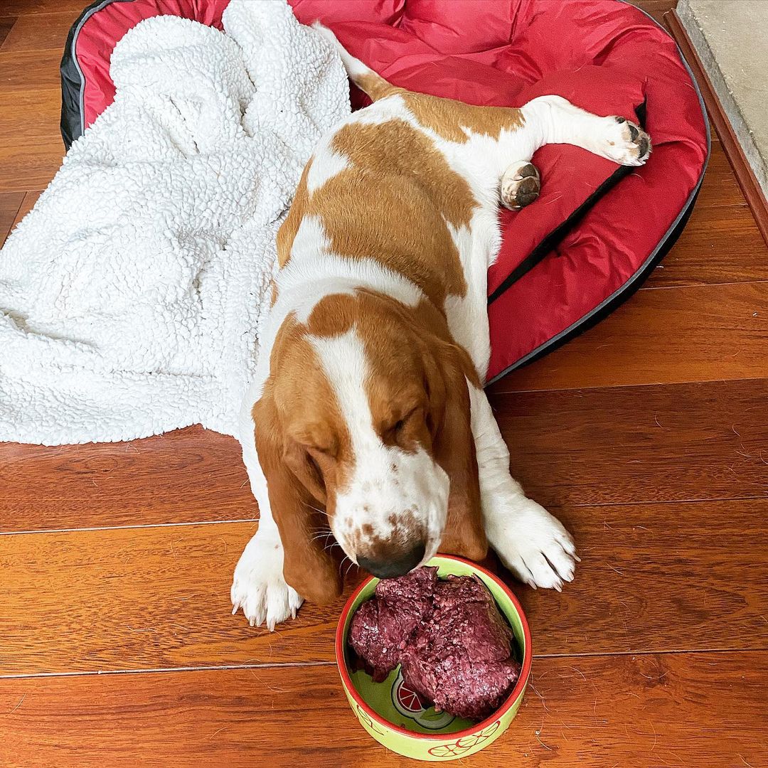 Chế độ ăn dinh dưỡng cho chó Basset Hound