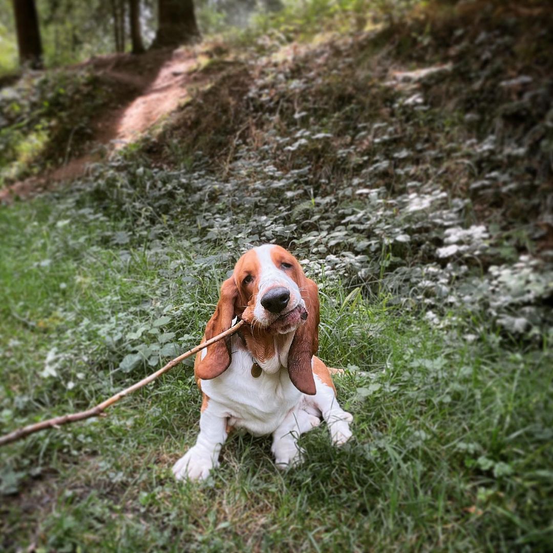 Chó Basset Hound vui chơi ngoài rừng