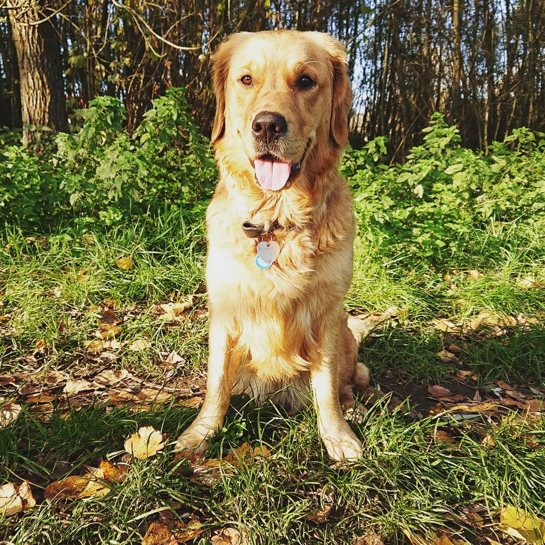 Chó Golden vui chơi ngoài vườn