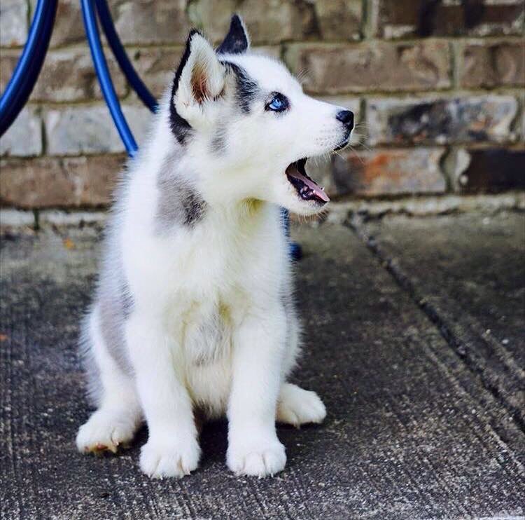 Chó Husky mắt màu xanh da trời luôn có giá cao
