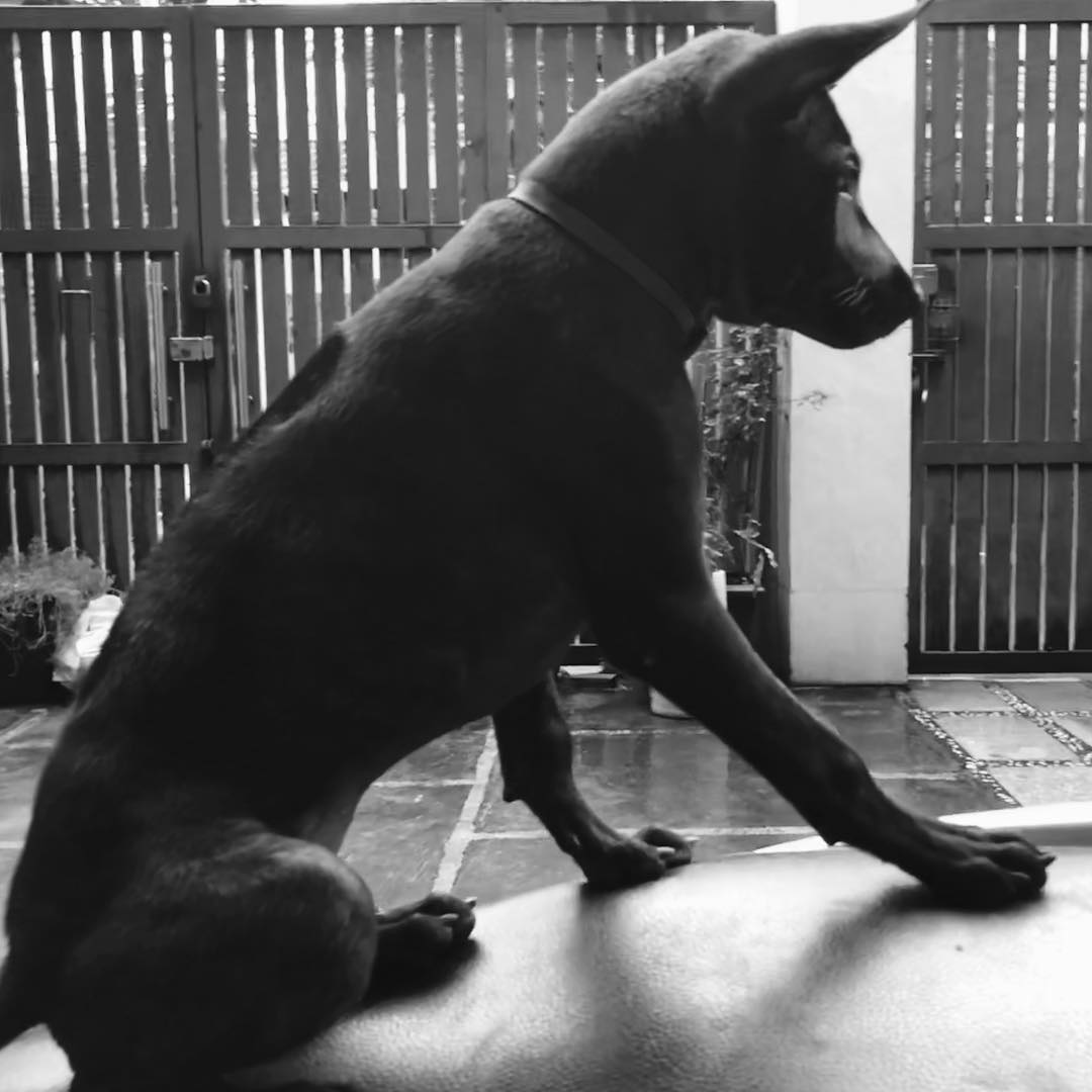 Chó Phú Quốc đen tuyền
