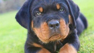 anh cho rottweiler111