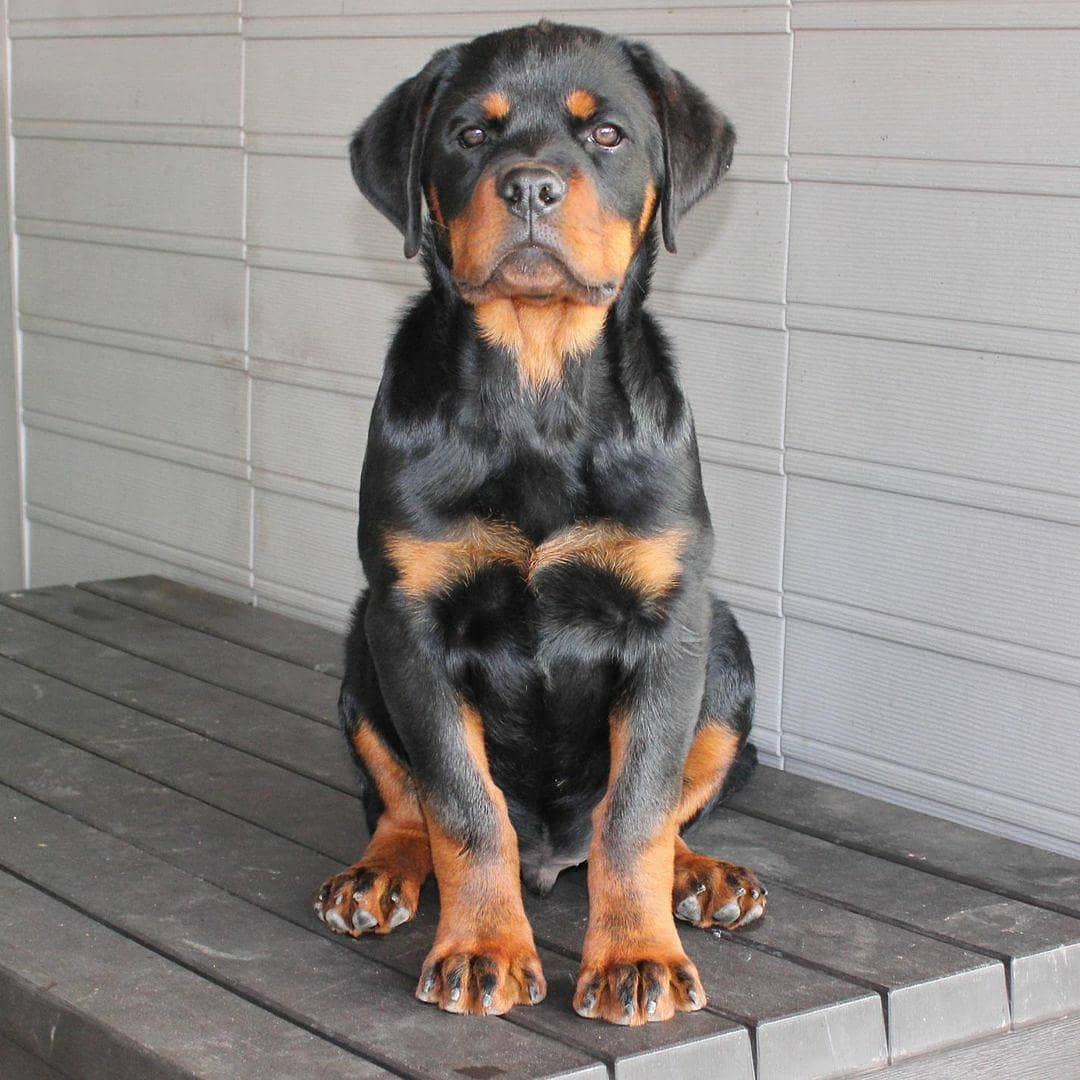 anh cho rottweiler143