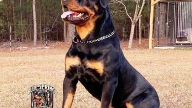 anh cho rottweiler144
