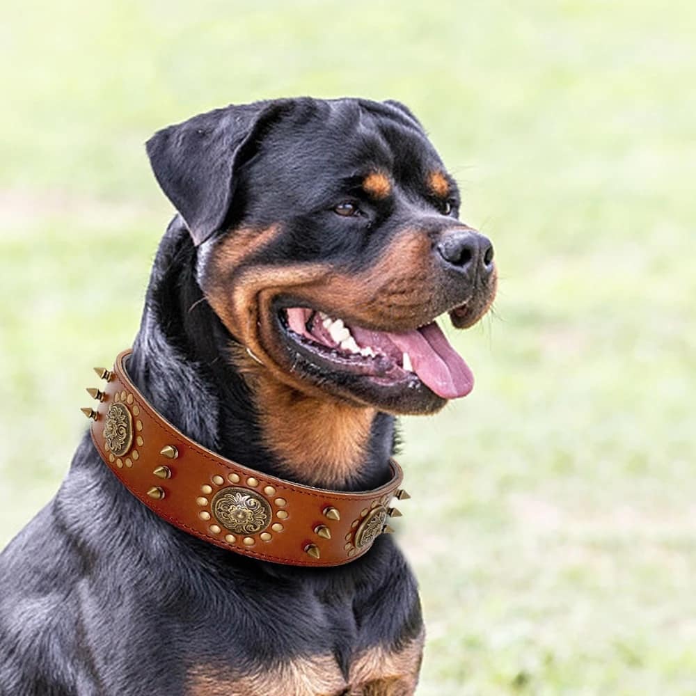 anh cho rottweiler147