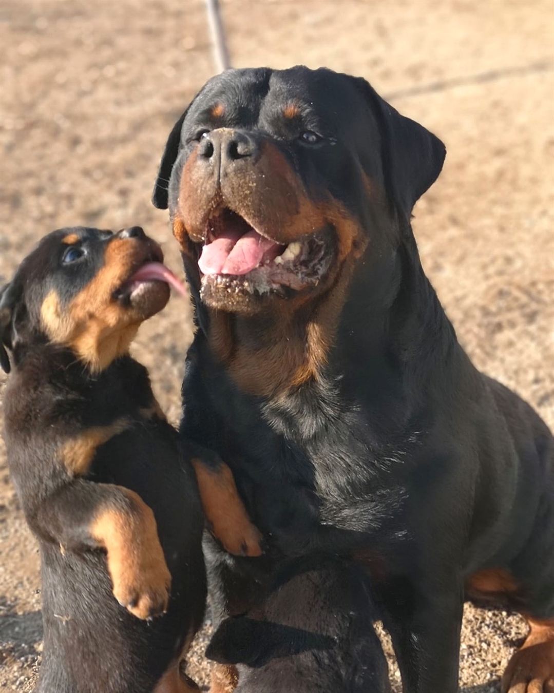 anh cho rottweiler152