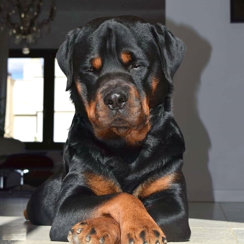 anh cho rottweiler153