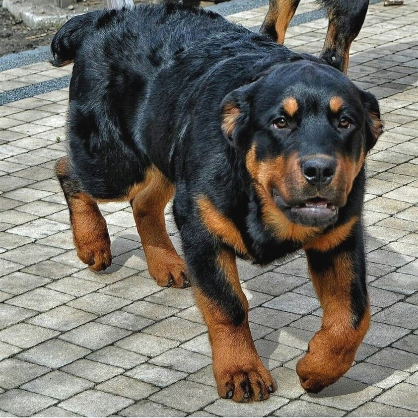 Chó Rottweiler với dáng rất cool ngầu