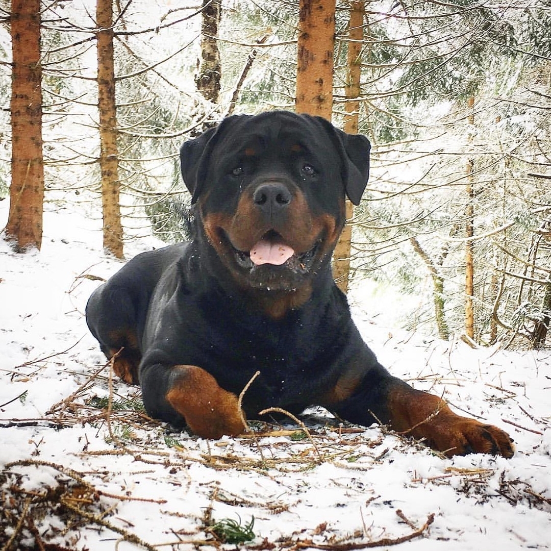 anh cho rottweiler160