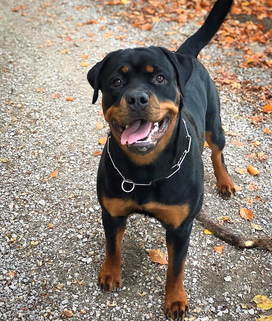 anh cho rottweiler163
