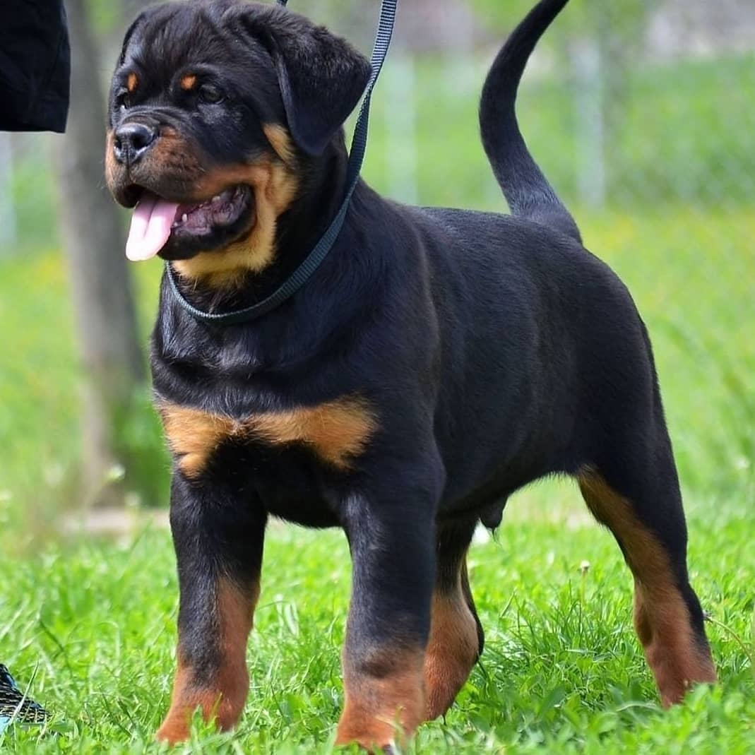 anh cho rottweiler39