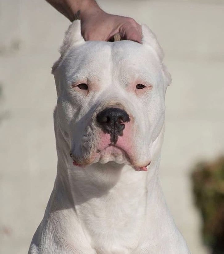 Chó Dogo Argentino – Giống Chó ngao Argertina Trung Thành