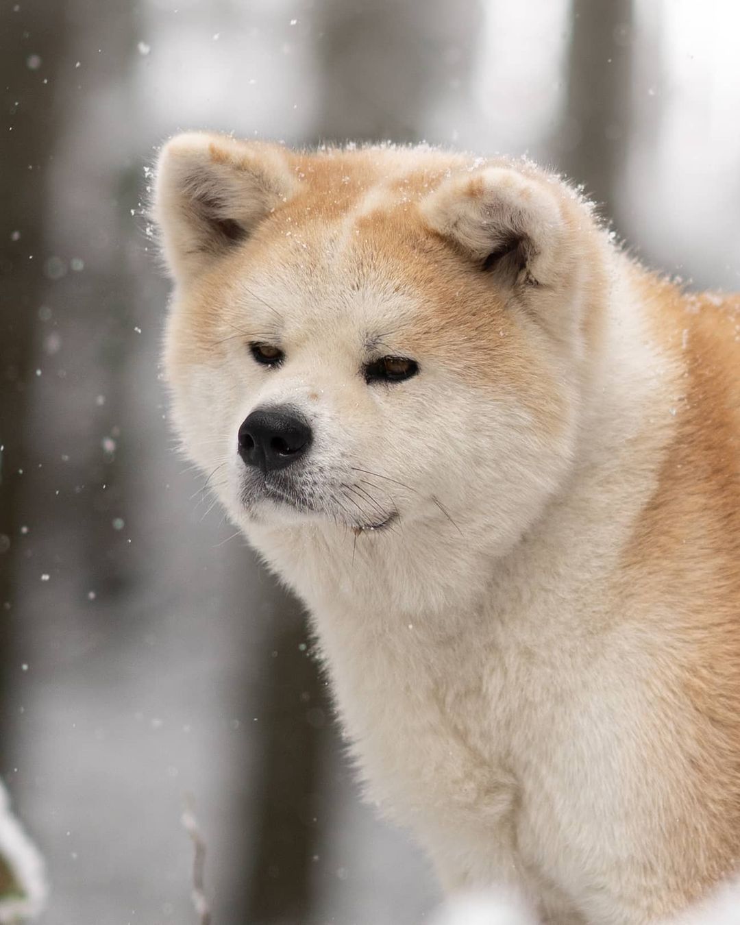 Chú chó Akita Inu - biểu tượng văn hóa ở quê hương Odate (Nhật Bản)