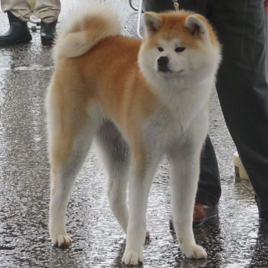 Đặc điểm của chó Akita Inu thuần chủng