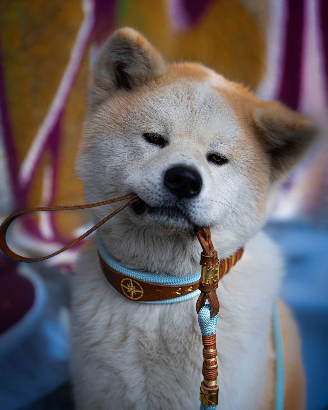 Tiêu chuẩn giống chó Akita Inu (theo International Kennel Club-FCI)