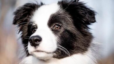 anh cho border collie230