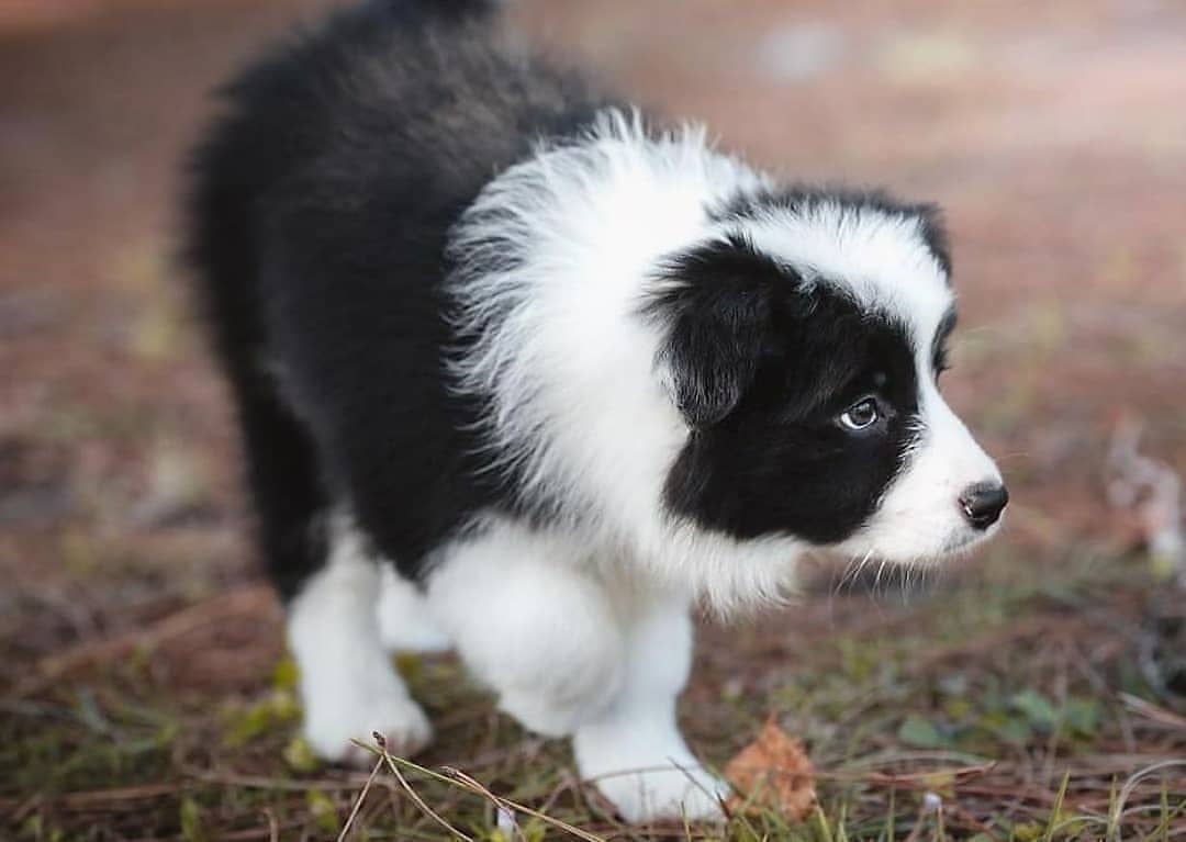 anh cho border collie329