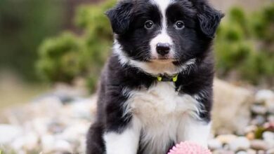 anh cho border collie332