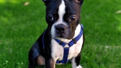 anh cho boston terrier51