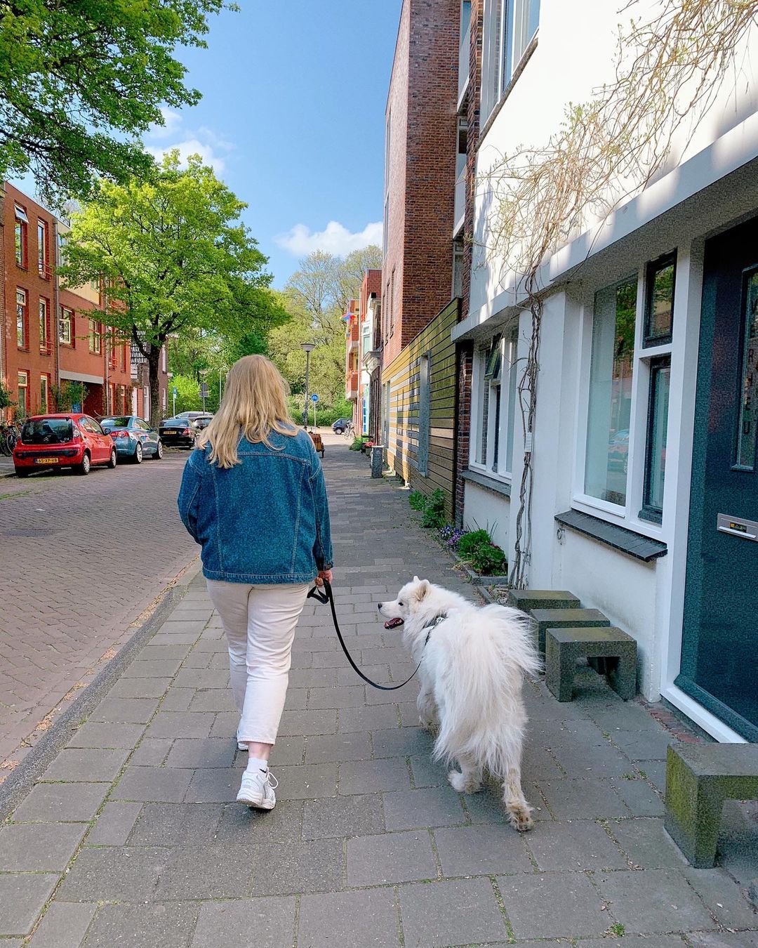 19 điều cần biết khi dắt chó đi dạo