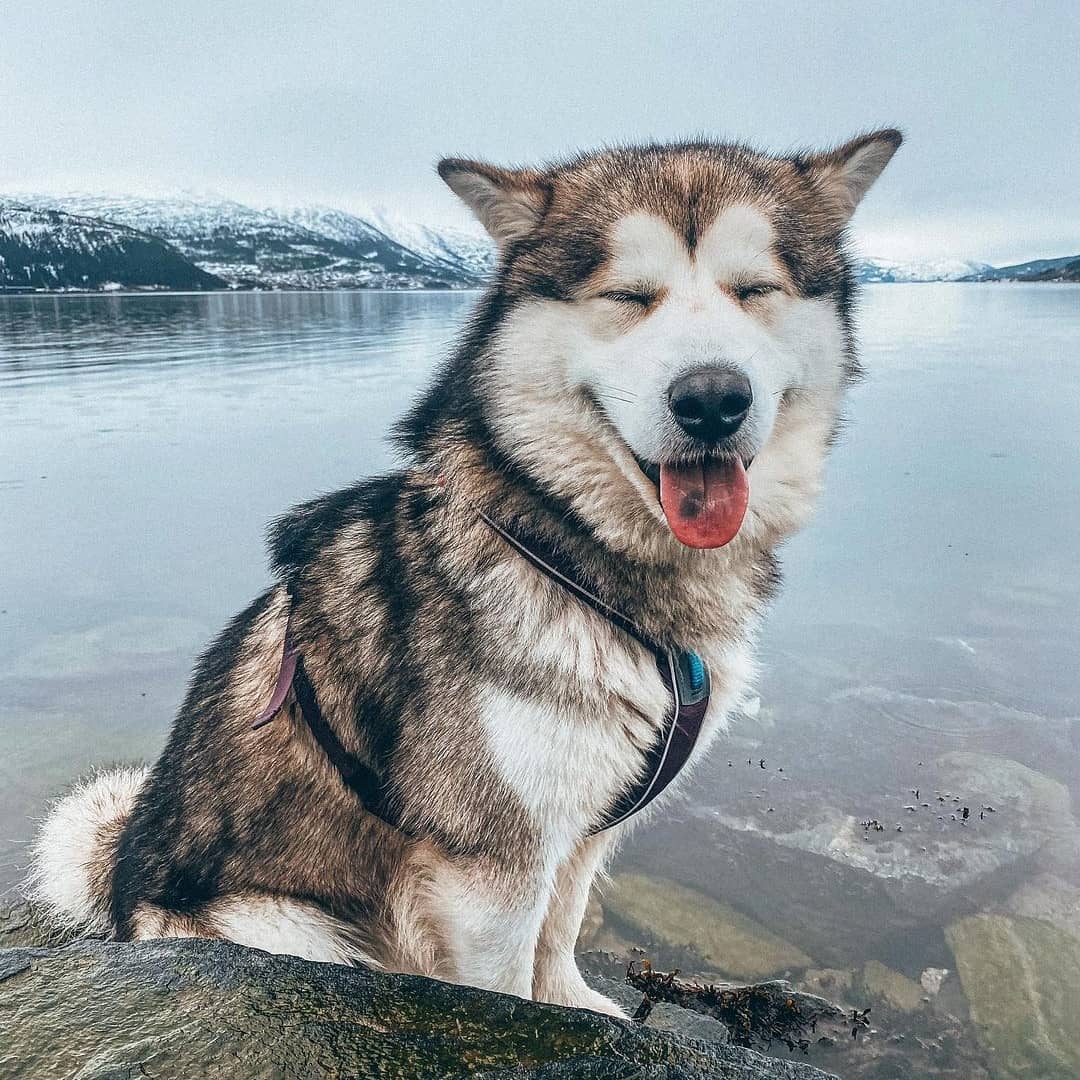 Giá chó Alaska dựa theo màu lông