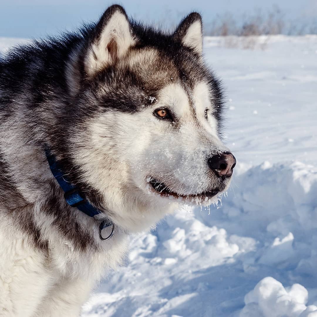 Xác định mục tiêu huấn luyện và giảng dạy chó Alaska