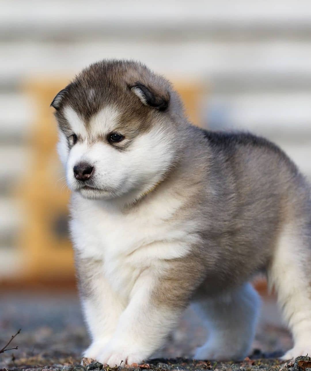 Đôi mắt là điểm để biết chó Alaska thuần chủng