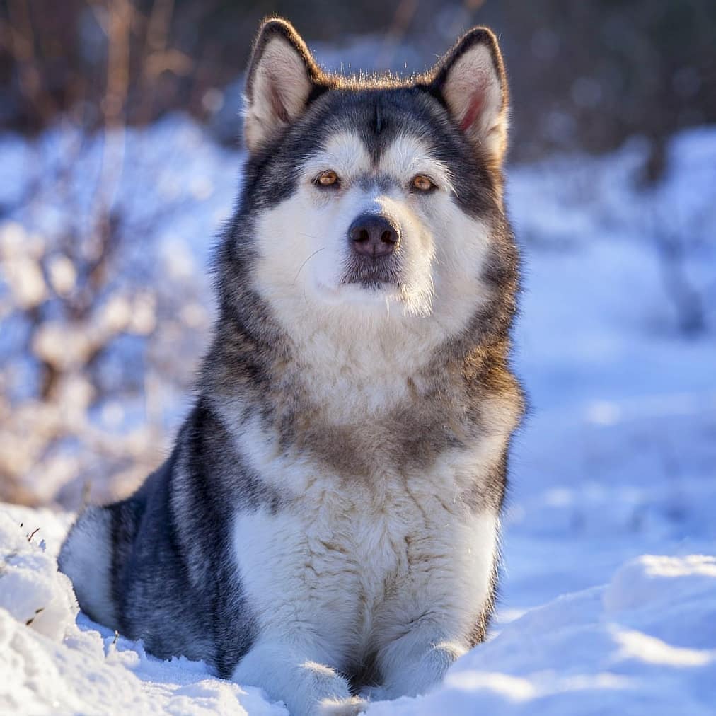 Phần đầu là điểm để biết chó Alaska thuần chủng