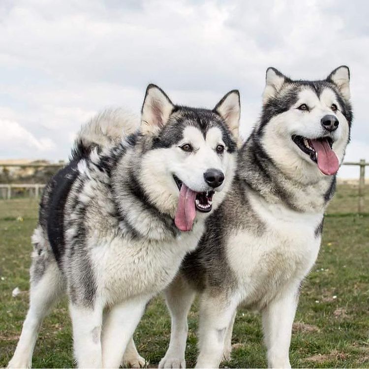 Tiêu chuẩn cơ bản của giống chó Alaska thuần chủng