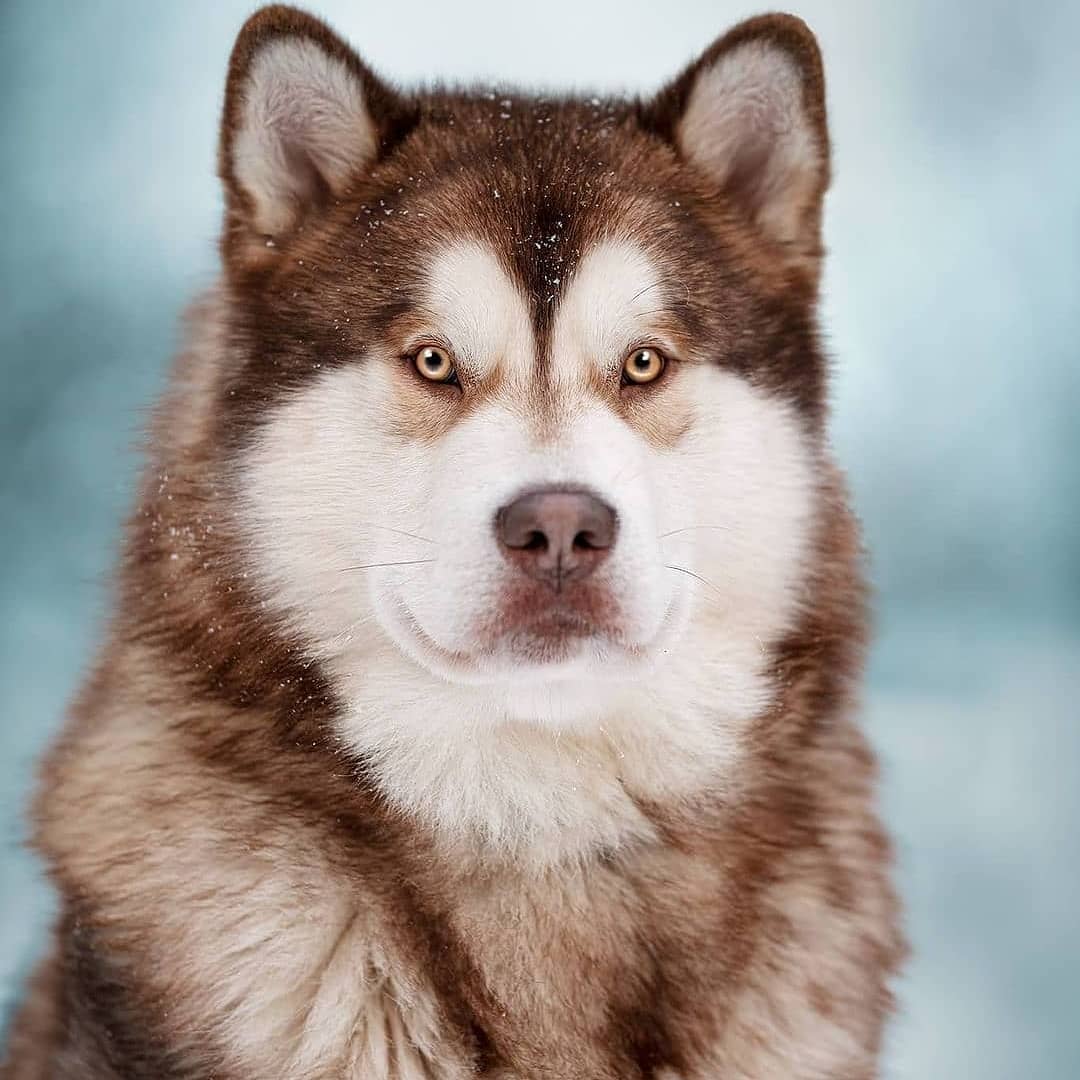Chó Alaska màu lông nâu đỏ – trắng