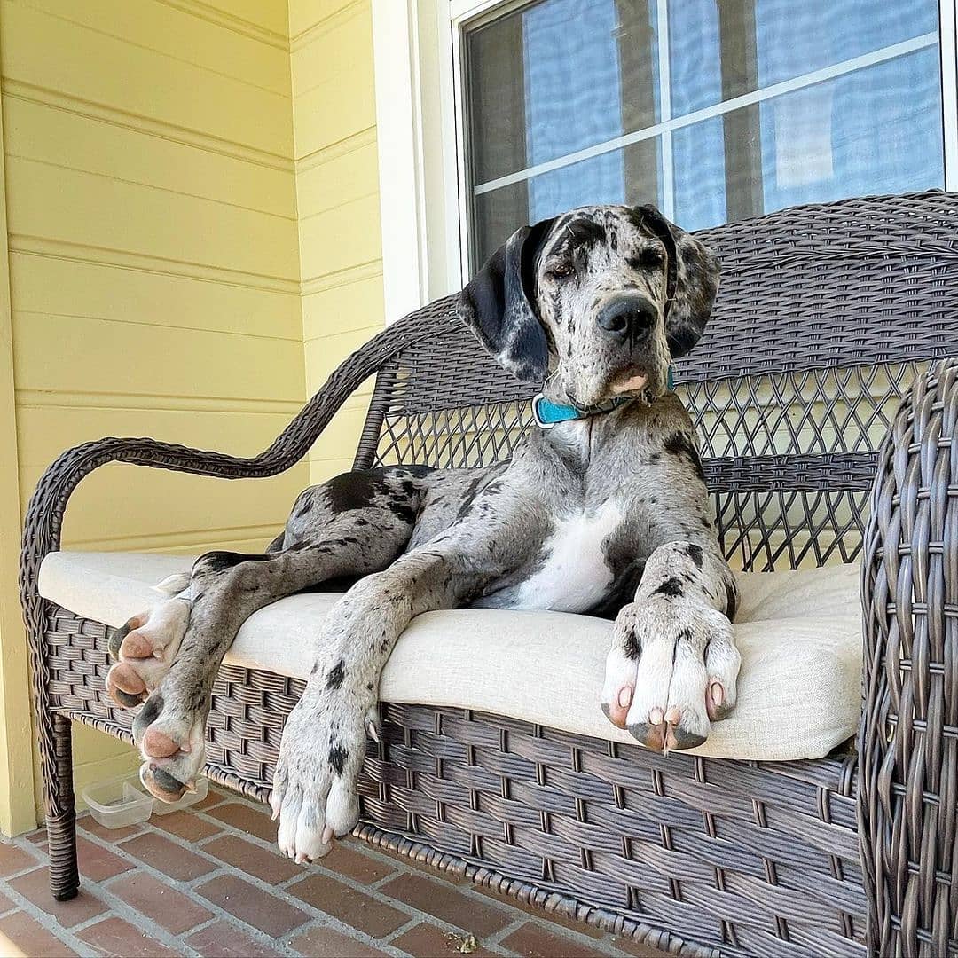 Chó Great Dane – Giống chó cao nhất Thế Giới