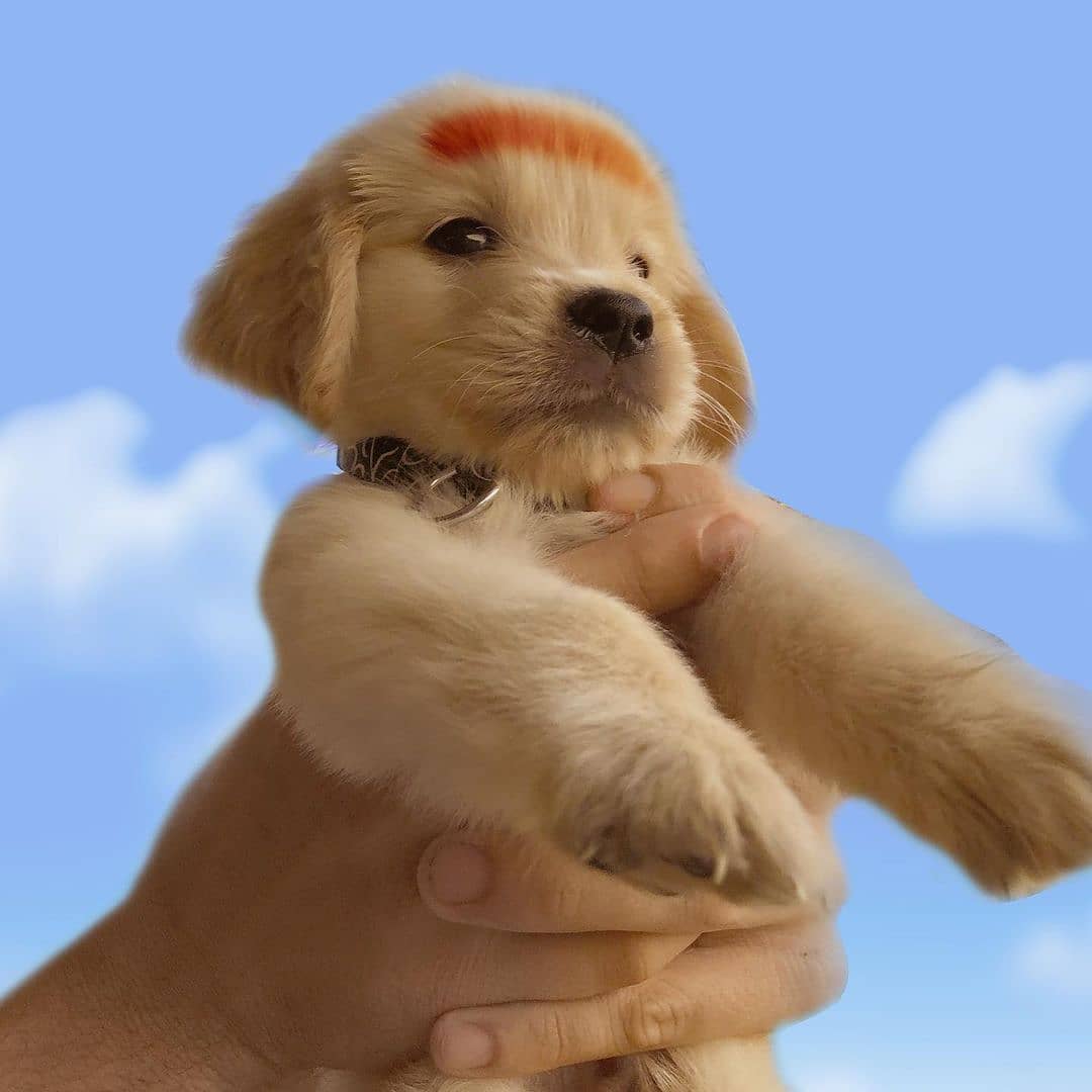 Sự thật về chó Golden Retriever