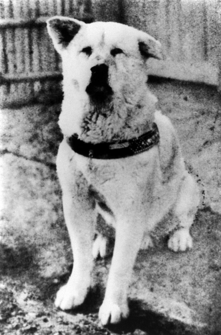 Điều thú vị về Akita Inu - Hachiko – chú chó Akita khét tiếng nhất trái đất