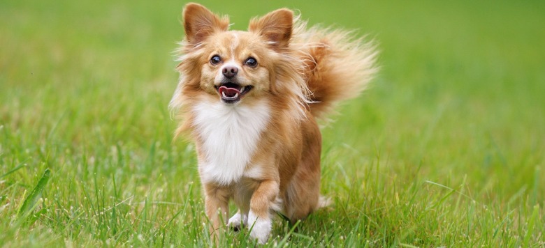 5 bệnh ngoài da thường gặp ở chó Chihuahua