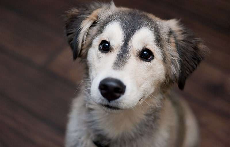 Bệnh ve ký sinh trên chó Alaska