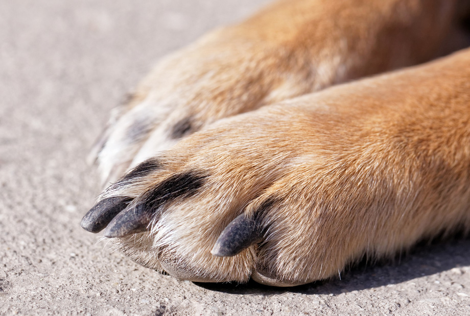 Chăm sóc móng chó và bàn chân chó khỏe mạnh