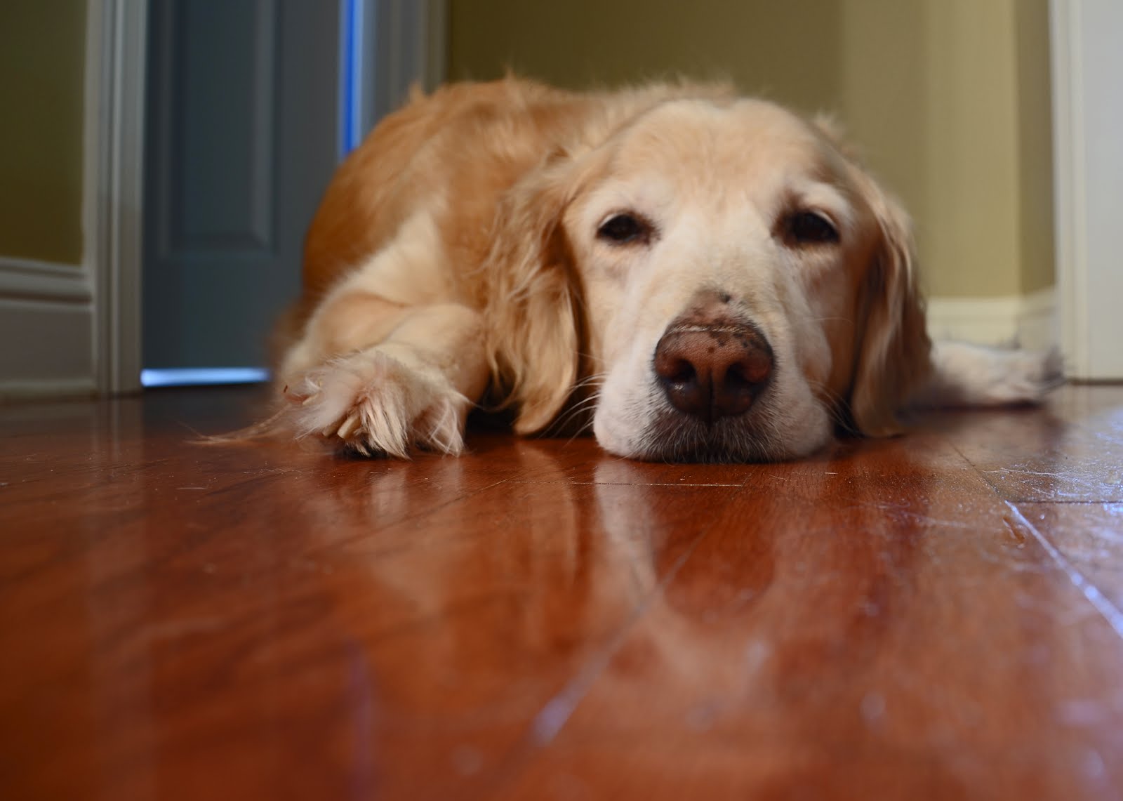 13 triệu chứng của bệnh suy thận ở chó và cách điều trị