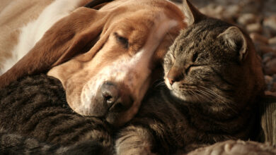 2105 bigstock Cat pillow dog blanket 69530917