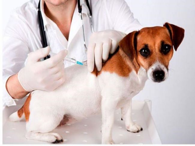 Tác dụng phụ của vắc xin phòng dại khi tiêm cho chó