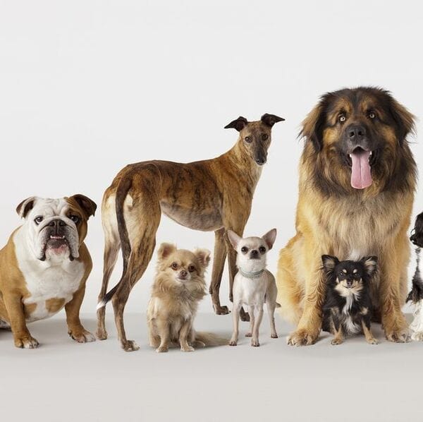 10 giống chó hung dữ nhất thế giới