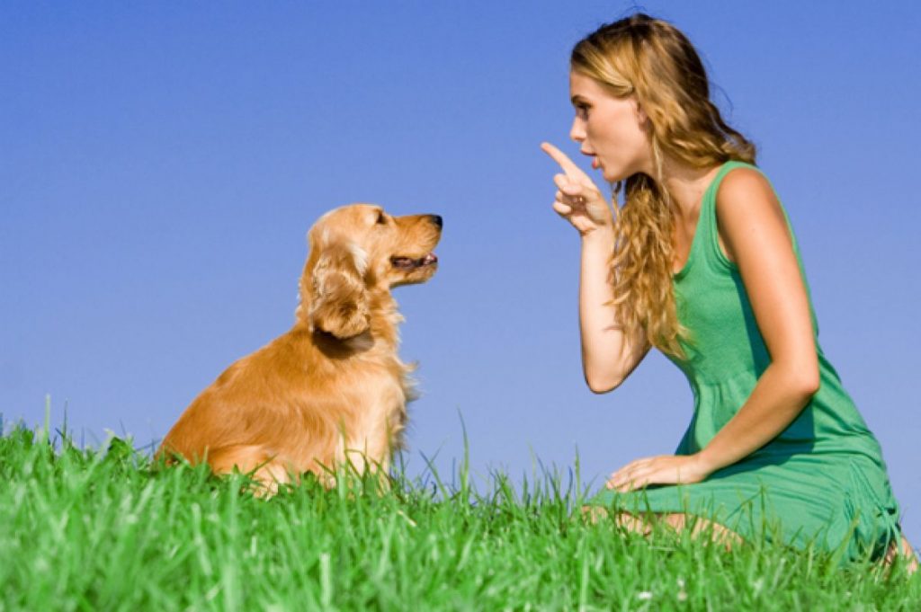 15 cách huấn luyện chó con vâng lời khi đến nhà mới